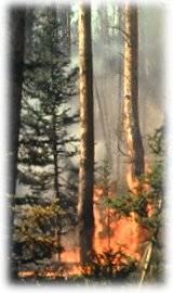 �������: ������ ������ 